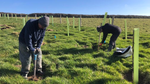 Lansallos Barton tree planting